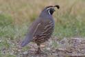 Callipepla californica (California Quail).jpg